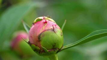 Pink peony bud with ant video