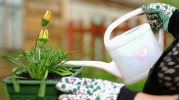 Watering a flower in a pot. Caring for flower plants outdoors. Watering flowers video