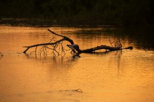 The Danube Delta is a unique and biodiverse region located in southeastern Europe, primarily in Romania photo