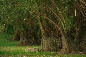 The Danube Delta is a unique and biodiverse region located in southeastern Europe, primarily in Romania photo