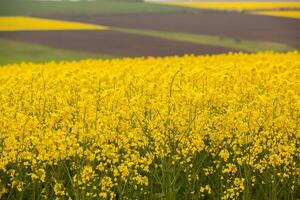 Rapeseed field with yellow. canola field in bloom in spring. Plant for green energy. Biofuel produced from rapeseed photo