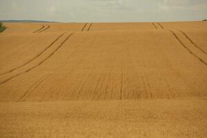 trigo campo y azul cielo. agrícola paisaje con orejas de trigo. foto