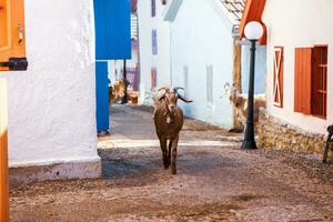 Portrait of a goat with horns on the street in the village. The happy life of goats in the country photo