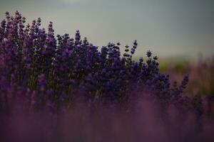 floreciente lavanda flores en un provence campo debajo puesta de sol ligero en Francia. suave enfocado púrpura lavanda flores con Copiar espacio. verano escena antecedentes. foto