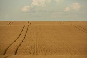 trigo campo y azul cielo. agrícola paisaje con orejas de trigo. foto