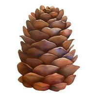 Cedar Pine Cone Isolated Hand Drawn Painting Illustration vector