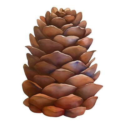 Cedar Pine Cone Isolated Hand Drawn Painting Illustration