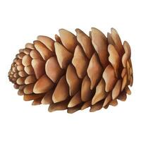 Cedar Pine Cone Isolated Hand Drawn Painting Illustration vector