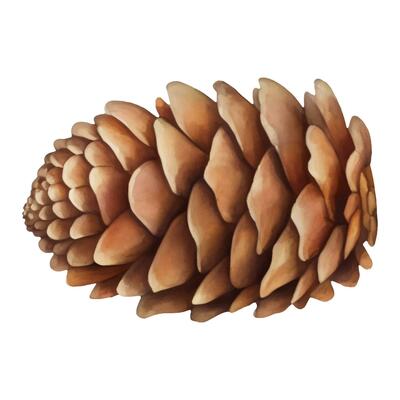 Cedar Pine Cone Isolated Hand Drawn Painting Illustration