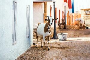 Portrait of a goat with horns on the street in the village. The happy life of goats in the country photo