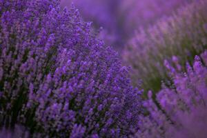 floreciente lavanda flores en un provence campo debajo puesta de sol ligero en Francia. suave enfocado púrpura lavanda flores con Copiar espacio. verano escena antecedentes. foto