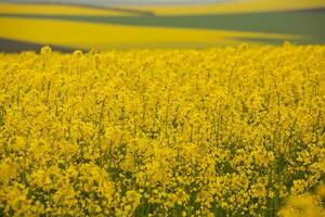 Rapeseed field with yellow. canola field in bloom in spring. Plant for green energy. Biofuel produced from rapeseed photo
