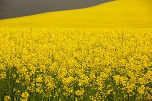 Rapeseed field with yellow. canola field in bloom in spring. Plant for green energy. Biofuel produced from rapeseed photo