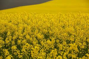 Rapeseed field with yellow. canola field in bloom in spring. Plant for green energy. Biofuel produced from rapeseed photo