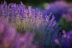 Blooming Lavender Flowers in a Provence Field Under Sunset light in France. Soft Focused Purple Lavender Flowers with Copy space. Summer Scene Background. photo