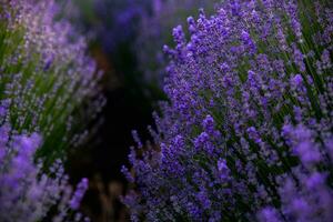 floreciente lavanda flores en un provence campo debajo puesta de sol ligero en Francia. suave enfocado púrpura lavanda flores con Copiar espacio. verano escena antecedentes. foto