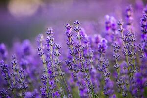 Blooming Lavender Flowers in a Provence Field Under Sunset light in France. Soft Focused Purple Lavender Flowers with Copy space. Summer Scene Background. photo