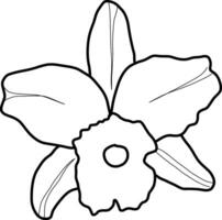 sketch of orchid flower vector