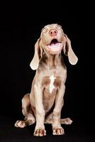 Beautiful green eyed Weimaraner puppy isolated on black background. photo