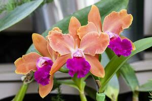 Closeup of one of the beautiful Colombian orchids. The Flowers Festival from Medelln in Colombia. Orchid belonging to cattleya genus photo