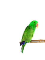 Beautiful green Eclectus parrot PNG transparent