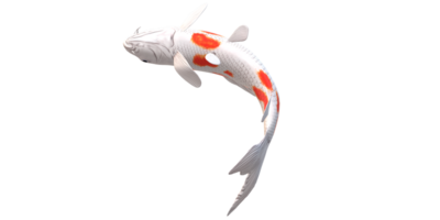 Koi Carp fish isolated on a Transparent Background png