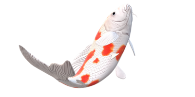 Koi Karpfen Fisch isoliert auf ein transparent Hintergrund png