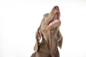 Beautiful green eyed Weimaraner puppy isolated on white background. photo