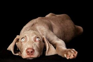 Beautiful green eyed Weimaraner puppy isolated on black background. photo