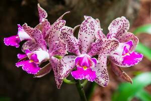 Closeup of one of the beautiful Colombian orchids. The Flowers Festival from Medelln in Colombia. Orchid belonging to cattleya genus photo