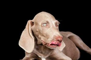 Beautiful green eyed Weimaraner puppy isolated on black background. photo