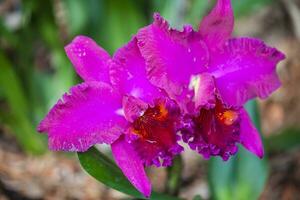 Closeup of one of the beautiful Colombian orchids. The Flowers Festival from Medelln in Colombia. Orchid belonging to cattleya genus photo