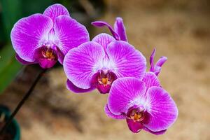 Closeup of one of the beautiful Colombian orchids. The Flowers Festival from Medelln in Colombia photo