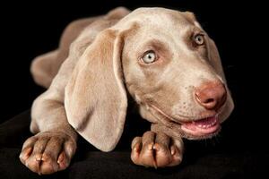 hermosa verde ojos Weimaraner perrito aislado en negro antecedentes. foto