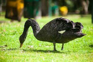 Beautiful black swan at the park in a beautiful sunny day photo