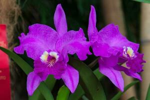 Closeup of one of the beautiful Colombian orchids. The Flowers Festival from Medelln in Colombia. Orchid belonging to cattleya genus photo