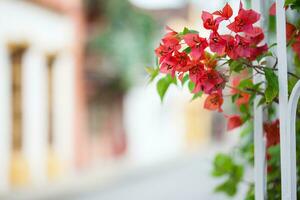 Beautiful Bougainvillea at a Window in the colonial streets of Cartagena de Indias. photo