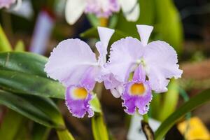 Closeup of one of the beautiful Colombian orchids. The Flowers Festival from Medelln in Colombia. Orchid belonging to cattleya genus photo