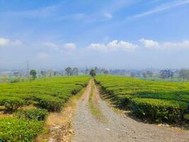 Landscape view of the tea garden, mountains and blue sky photo