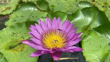 bin pollinerande lotus blommor i en lugn trädgård - naturens harmoni video