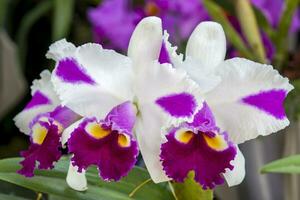 Closeup of one of the beautiful Colombian orchids. Orchid belonging to cattleya genus. The Flowers Festival from Medelln in Colombia photo