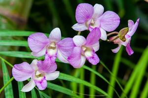 Closeup of one of the beautiful Colombian orchids. The Flowers Festival from Medelln in Colombia photo