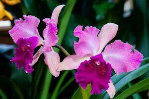 Closeup of one of the beautiful Colombian orchids. The Flowers Festival from Medelln in Colombia. Orchid belonging to cattleya genus photo