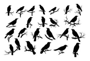 crows on tree branch silhouette vector