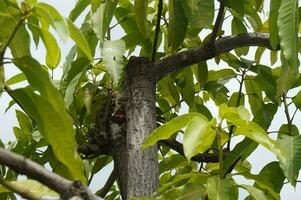 Mango tree leaves under a clear day photo