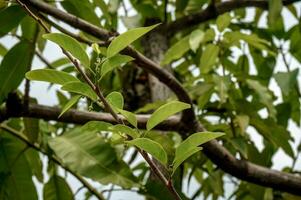 Mango tree leaves under a clear day photo