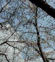 beautiful pink sakura cherry blossom flowers blooming in the garden in spring photo