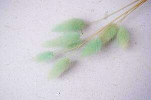 beautiful bunny tail on a grey background for copy space or background photo
