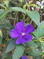 flor en el jardín en soleado día. selectivo enfocar. botánico Disparo foto