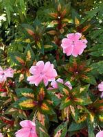 flower in the garden on sunny day. Selective focus. Botanical shot photo